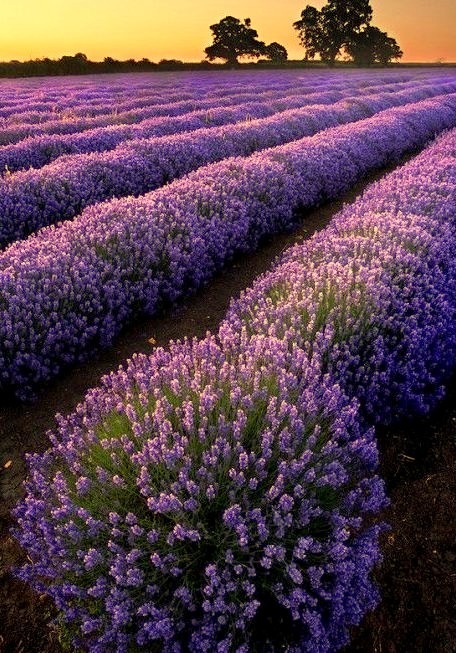 Lavender Sunset, Provence, France