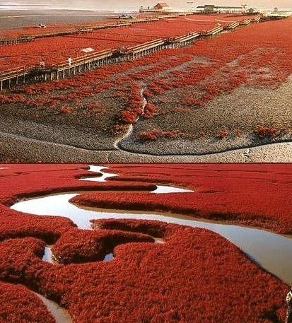 Panjin Red Beach in Liaoning Province, China