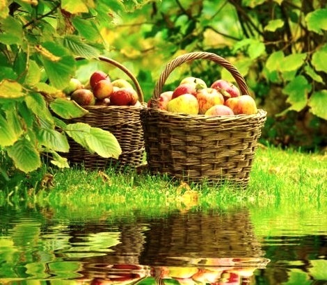 Apple Harvest, Grand Rapids, Michigan