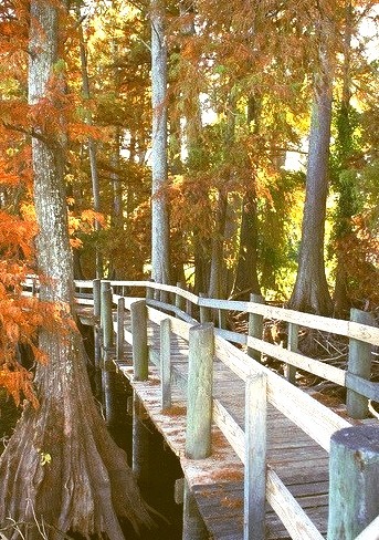 Wooden path at Reelfoot Lake in Tennessee, USA