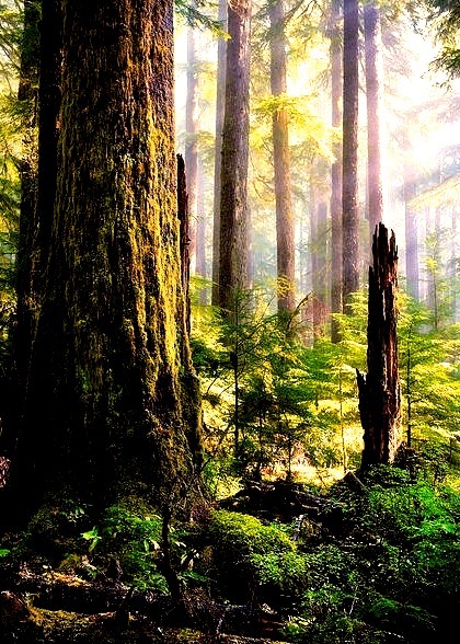 Light in the Forest, Olympic Peninsula, Washington