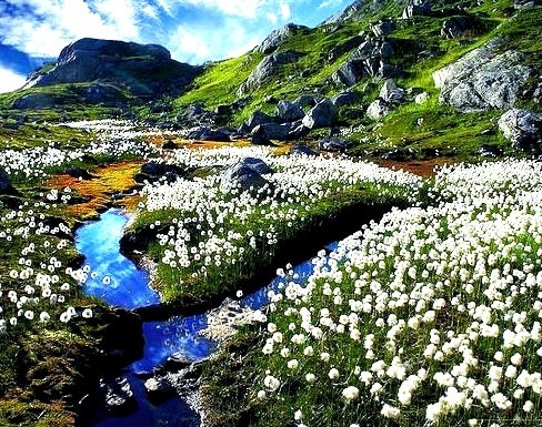 Cotton fields in Sogn og Fjordane, Norway