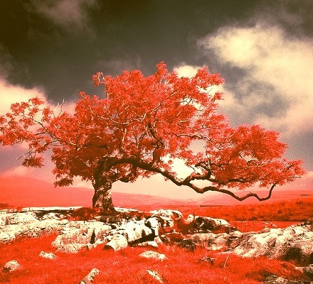 Landscapes of England taken in colour infrared film.