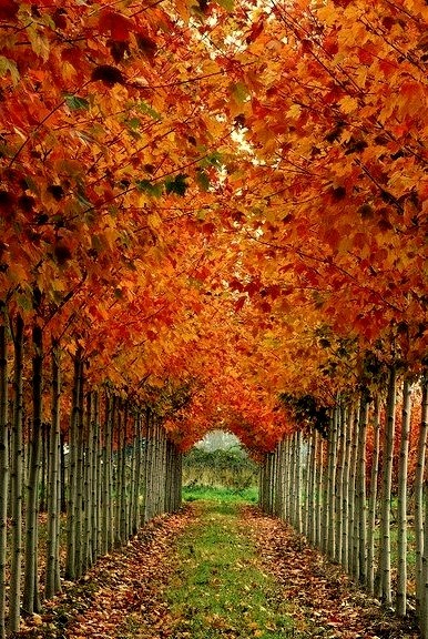 Autumn Tree Tunnel, Washington State