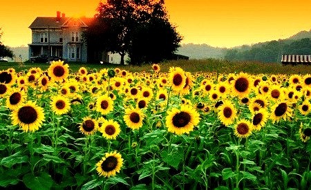 Sunflower Sunset, Dreamland, Kentucky