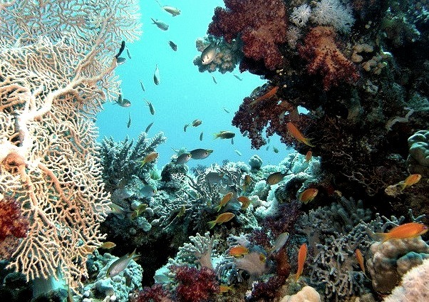 by Key of Life on Flickr.Corals of the Red Sea near Sharm el-Sheikh, Egypt.