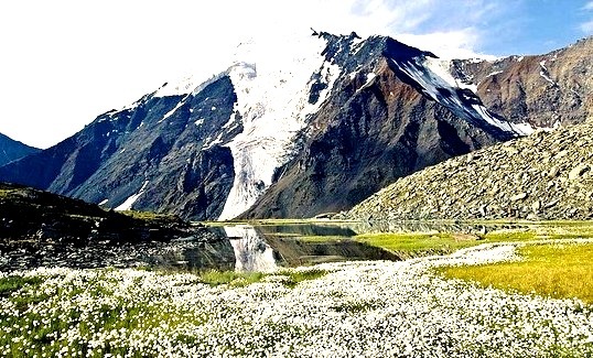 Mountain dandelions in valley of the seven lakes, Altay, Russia